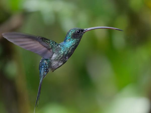 <h3><a href="/trips/costa-rica/biota/animalia/chordata/aves/033 apodiformes/004 trochilidae/phaethornis guy/phaethornis guy-nl.html">Phaethornis&nbsp;guy</a> / Green&nbsp;hermit / Groene&nbsp;heremietkolibrie</h3>OM-1 Mark II met OLYMPUS M.150-400mm F4.5, 1/800 sec  bij F4.5, ISO 10000, afstand 3.80&nbsp;m